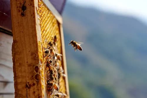Bee & Carpenter Bee Removal in Melbourne by Fortify 24/7
