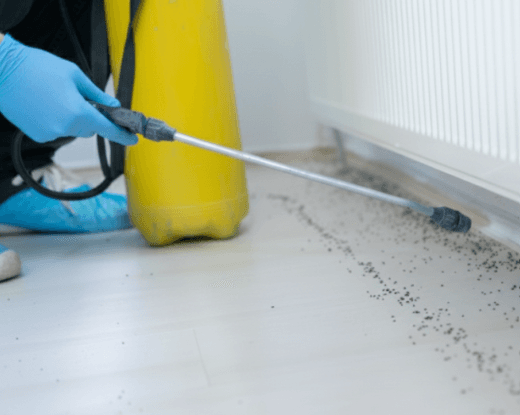 Ant Control in Melbourne by Fortify 24/7
