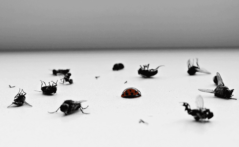 Cockroach Pest Control in Melbourne by Fortify 24/7