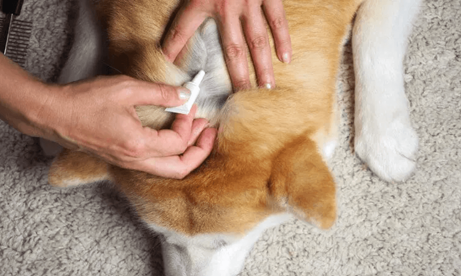 Flea Control in Melbourne by Fortify 24/7