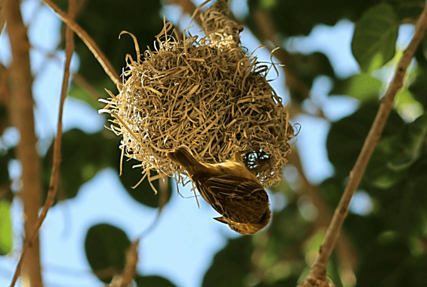 Wasp Nest Removal in Melbourne by Fortify 24/7
