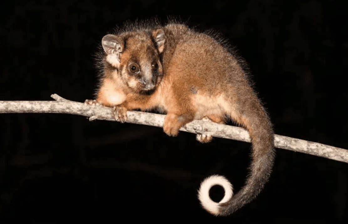 Possum Removal Melbourne in Melbourne by Fortify 24/7