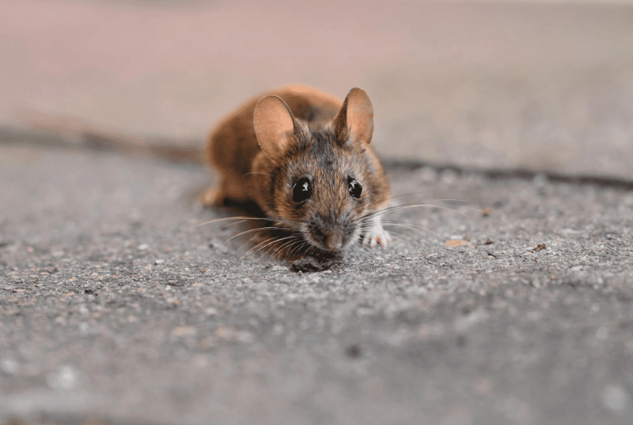 Pest Control for Mice in Melbourne by Fortify 24/7