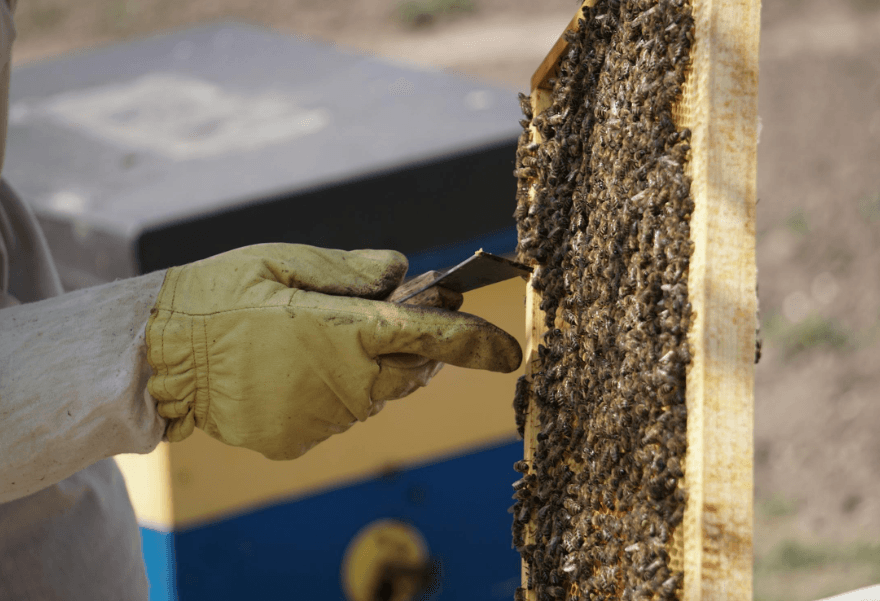 Building & Pest Inspection in Melbourne by Fortify 24/7