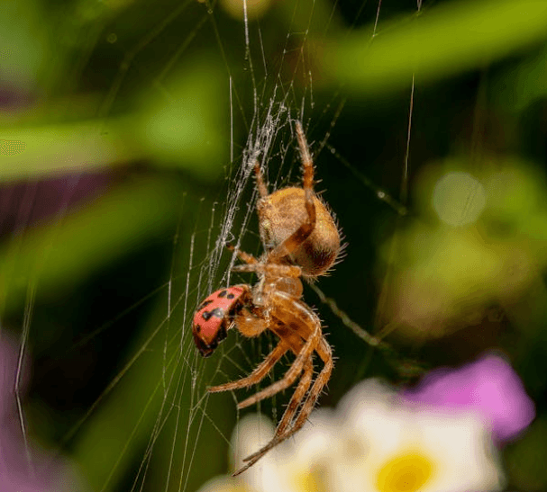 Spider Pest Control in Melbourne by Fortify 24/7