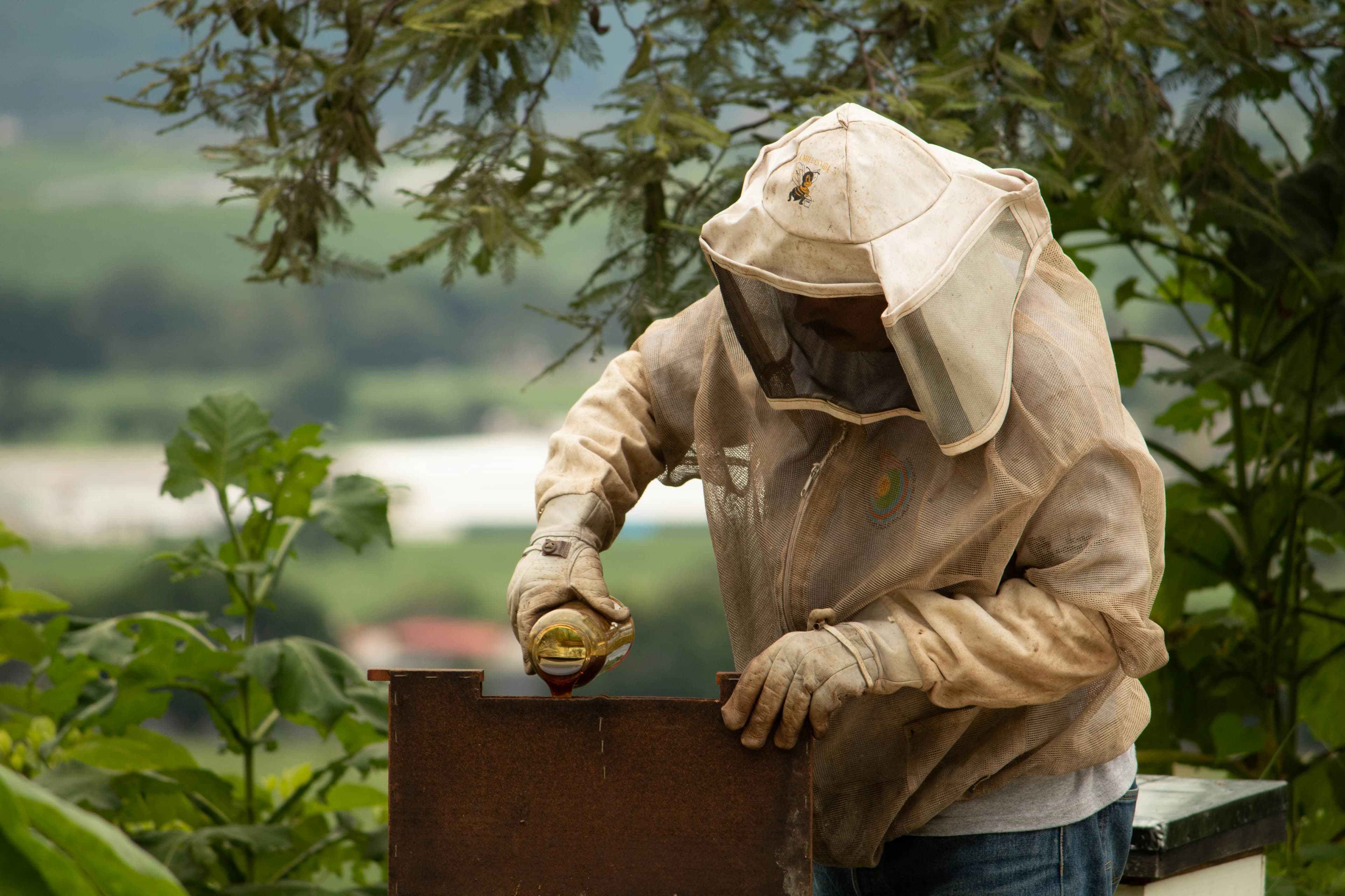 Bird Nest Removal in Melbourne